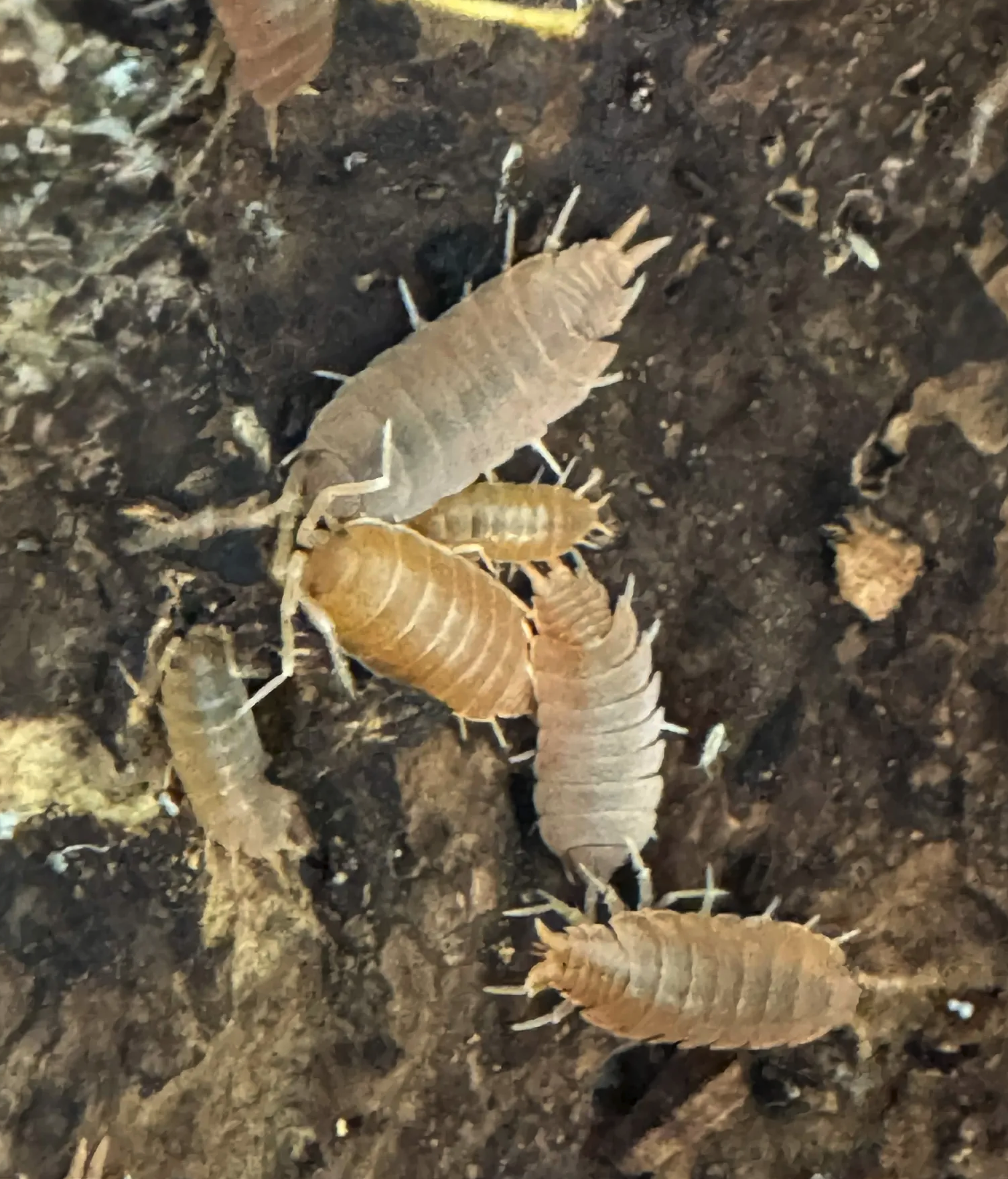 Powder Orange isopods